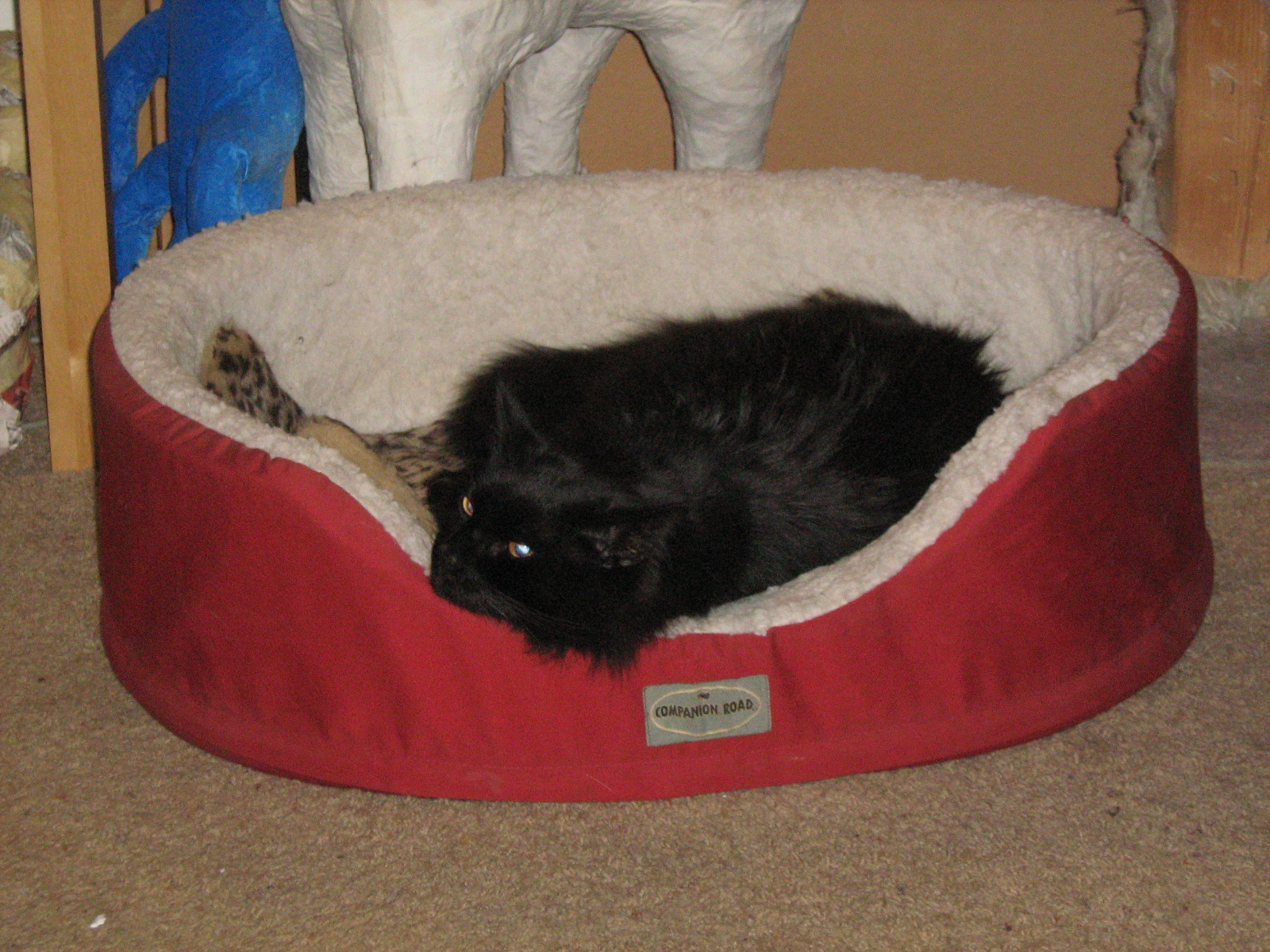 Ashes in Cat Bed Ashes in Cat Bed