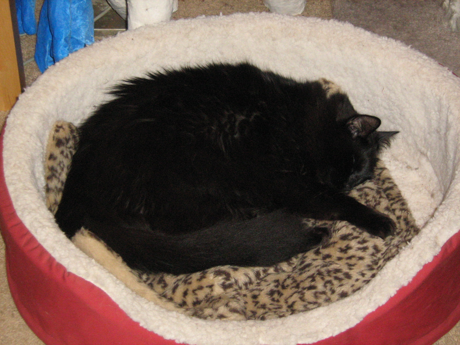 Ashes in Cat Bed Ashes in Cat Bed