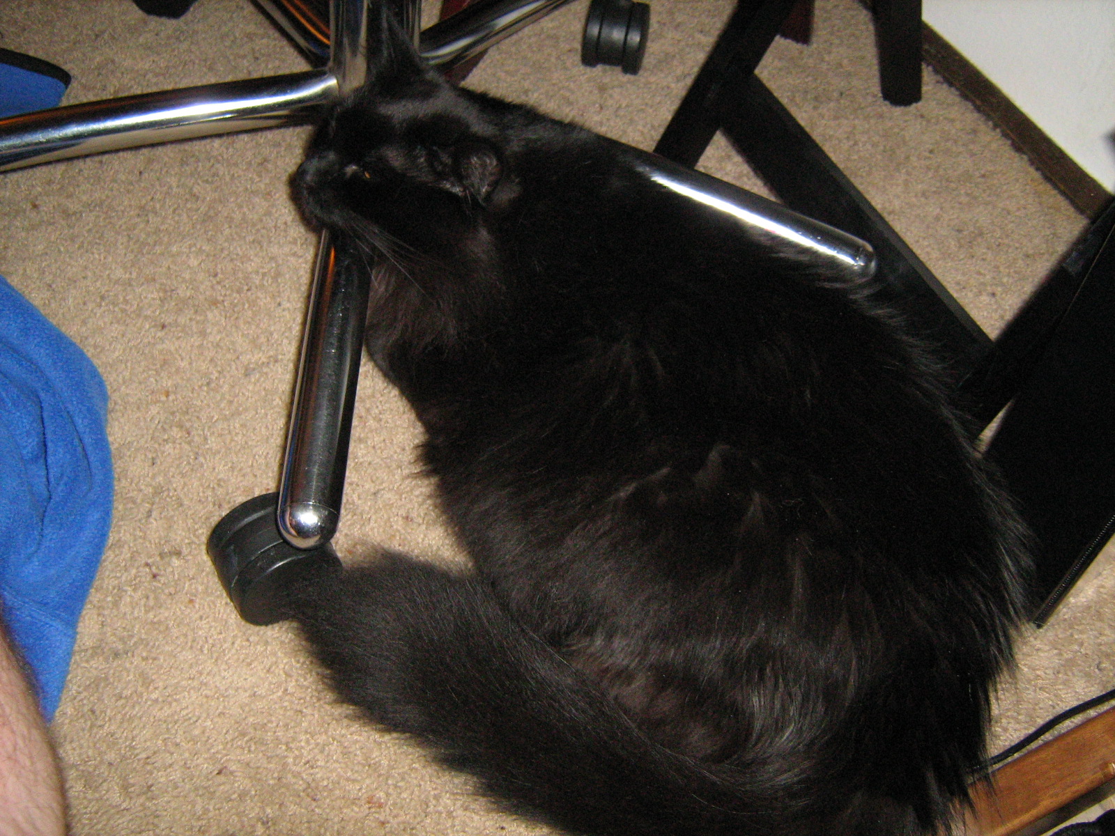 Ashes Props His Head On Rolling Chair Leg Ashes Props His Head On Rolling Chair Leg