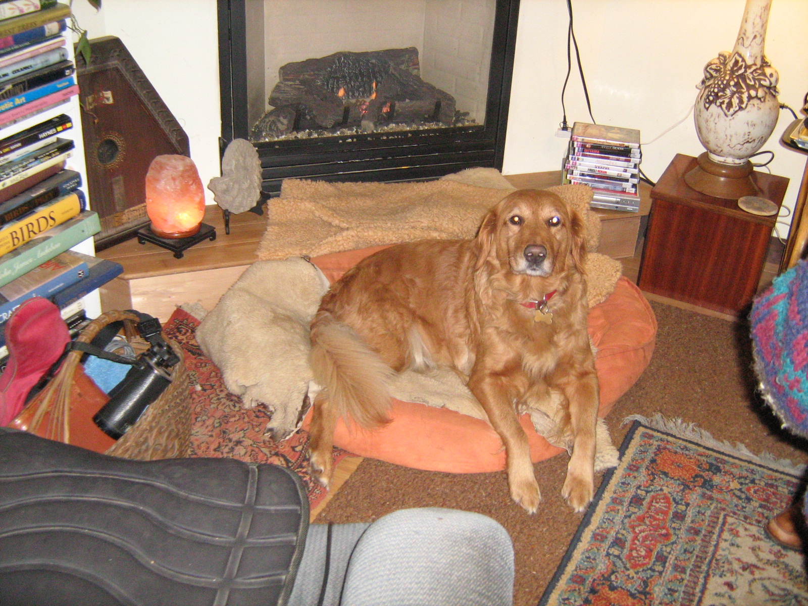 Rosie on her bed in front of the fireplace. Rosie on her bed in front of the fireplace.